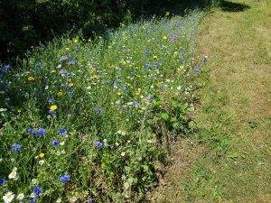 Wildflower plot by Malcolm Frew