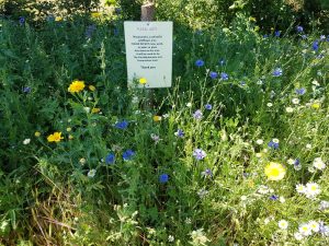 Wildflower plot by Malcolm Frew