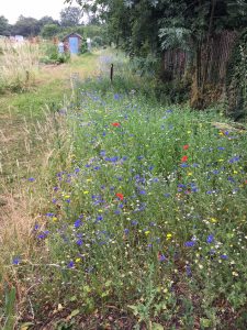 Wildflower plot by Louise Hashemi